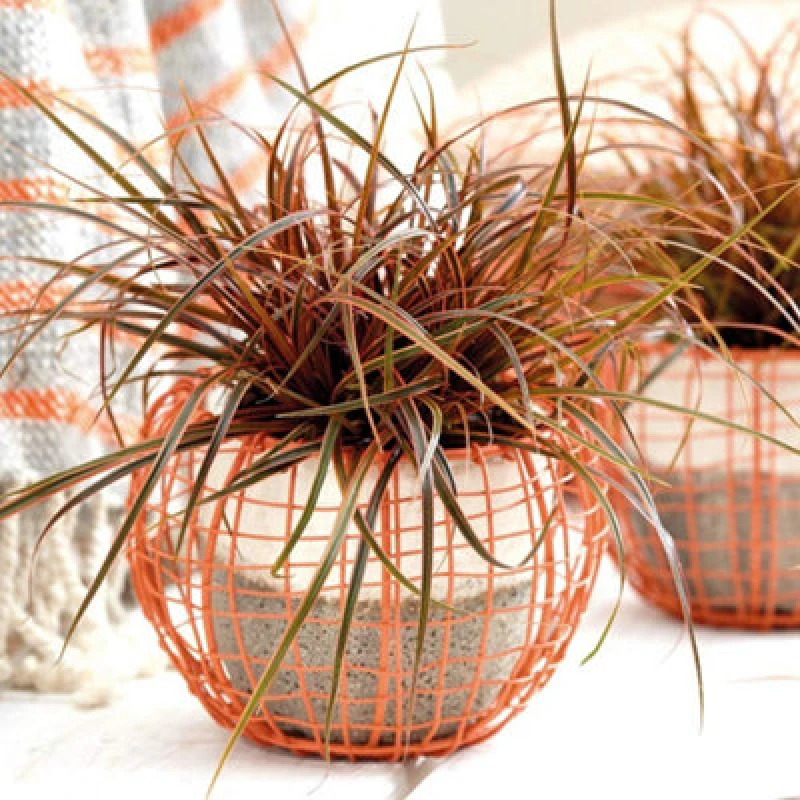 Image of Thompson & Morgan Grass Uncinia Rubra Everflame 9Cm Potted Plant X 1