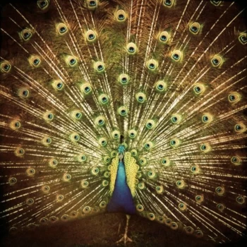 Image of Ani DiFranco - ¿Which Side Are You On? CD