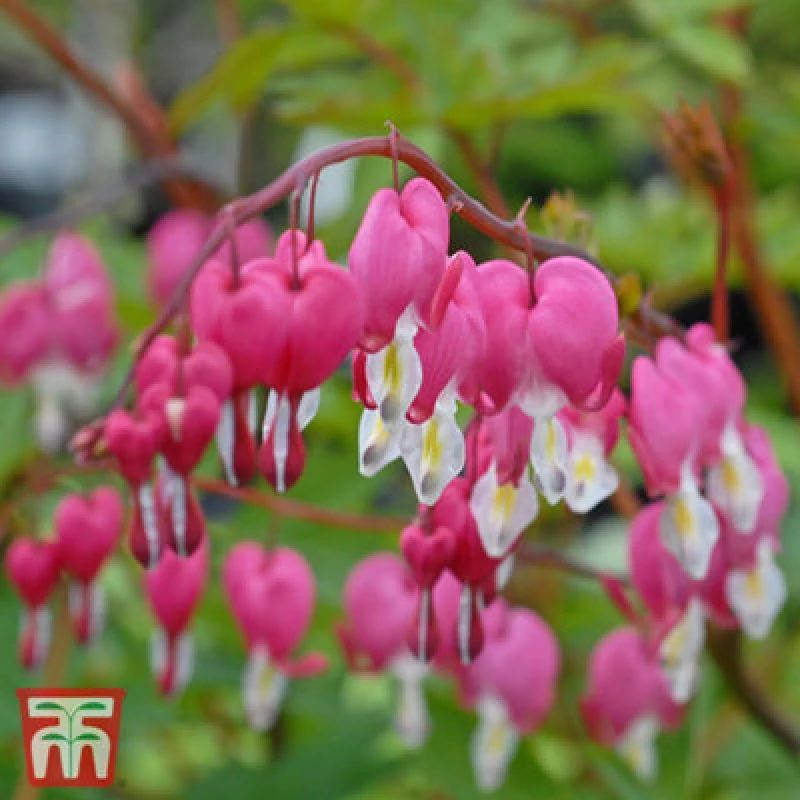 Image of Thompson & Morgan Dicentra Bleeding Heart Pink 9Cm Potted Plant X 1
