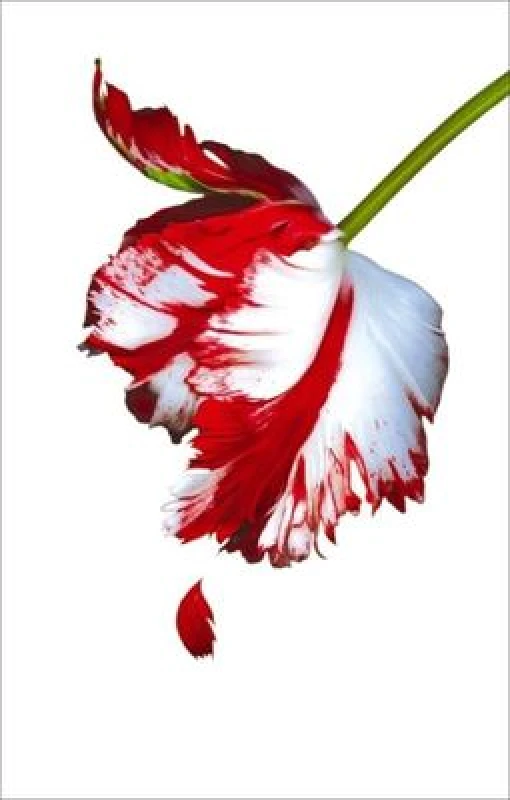 Image of New Moon by Stephenie Meyer Paperback