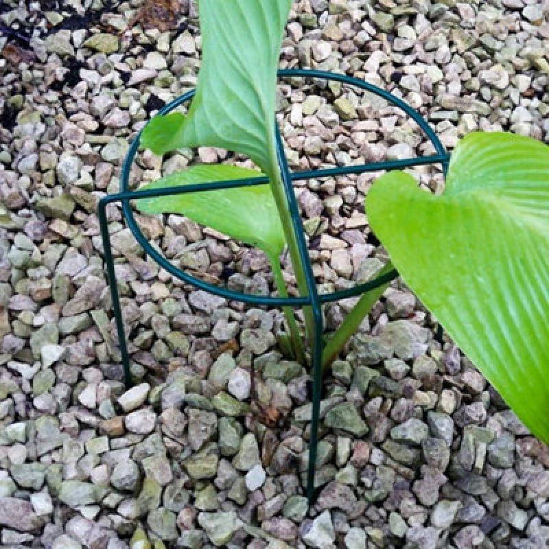 Image of Poppy Forge Small Simple Ring Plant Supports (Pack Of 4) - Bare Metal/ready To Rust - W20 X H30 Cm