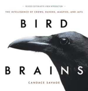Image of bird brains the intelligence of crows ravens magpies and jays