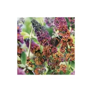 Image of Buddleia 'Flower Power' 2L
