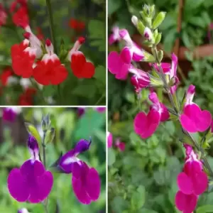 image of YouGarden Salvia 'Lips' Collection x 3 in 9cm Pots