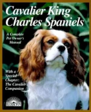 Image of cavalier king charles spaniel