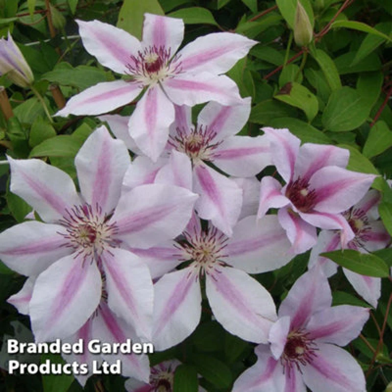Image of Thompson & Morgan Clematis Nelly Moser 1.7 Litre Potted Plant X 1