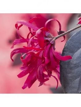 Image of Loropetalum Chinese Witch Hazel 'Everred' 2L Potted Plant