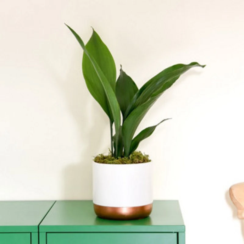 Image of Thompson & Morgan Aspidistra (Cast Iron Plant) Elatior (Height 40Cm) 12Cm Potted Plant X 2