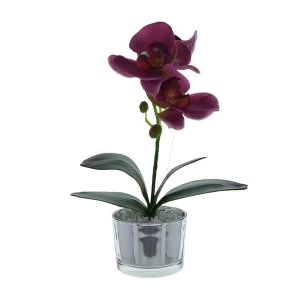 image of The Flower Patch Purple Orchid in Glass Pot 26cm