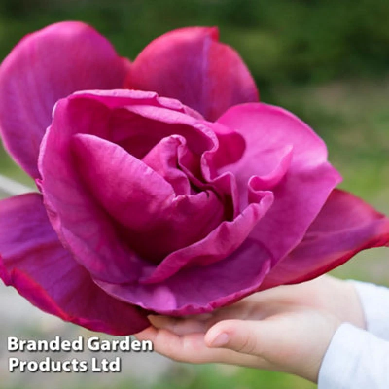 Image of Thompson & Morgan Magnolia Meganolia 3 Litre Pot X 2