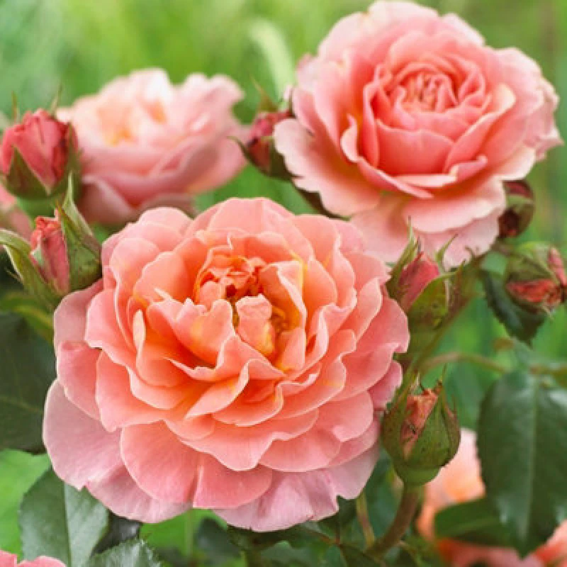Image of Yougarden Harkness Rose 'marie Curie' In 4L Pot Ready For Planting