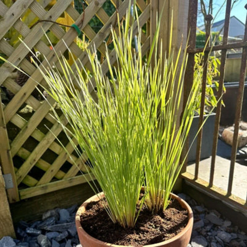 Image of Thompson & Morgan Lomandra Arctic Frost 9Cm Potted Plant X 1
