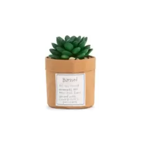 Image of Plant Kindness - Blessed