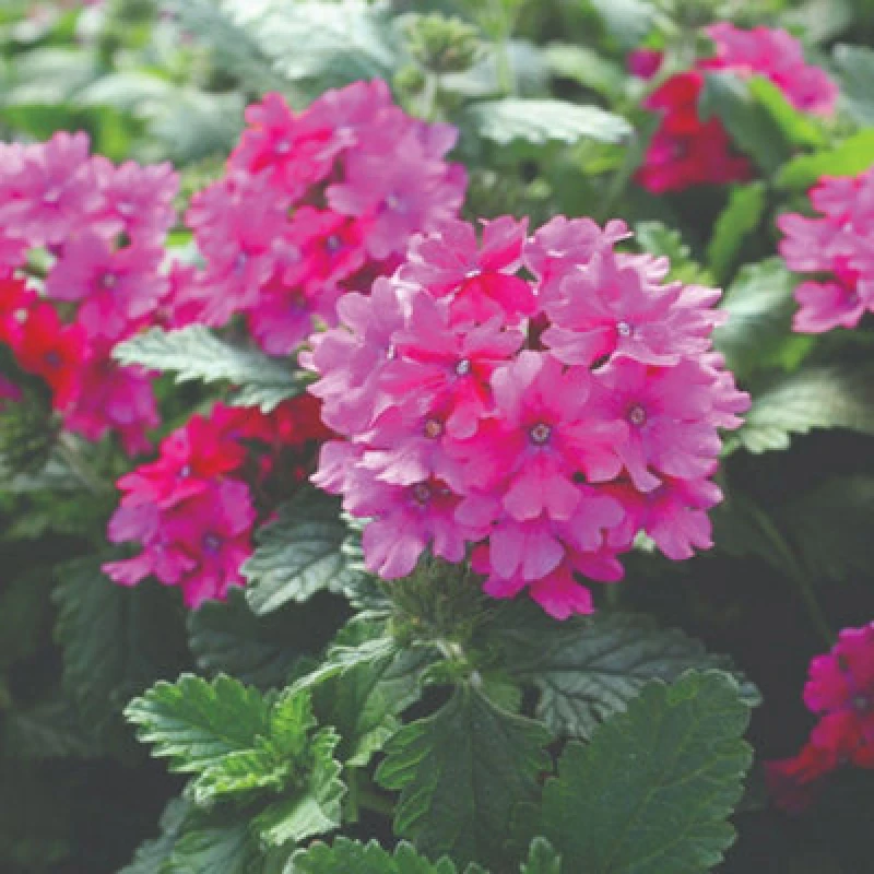 Image of Thompson & Morgan Verbena Nana Compacta Magenta Flower Seeds - Long Flowering Carpet Of Colour (60 Seeds)