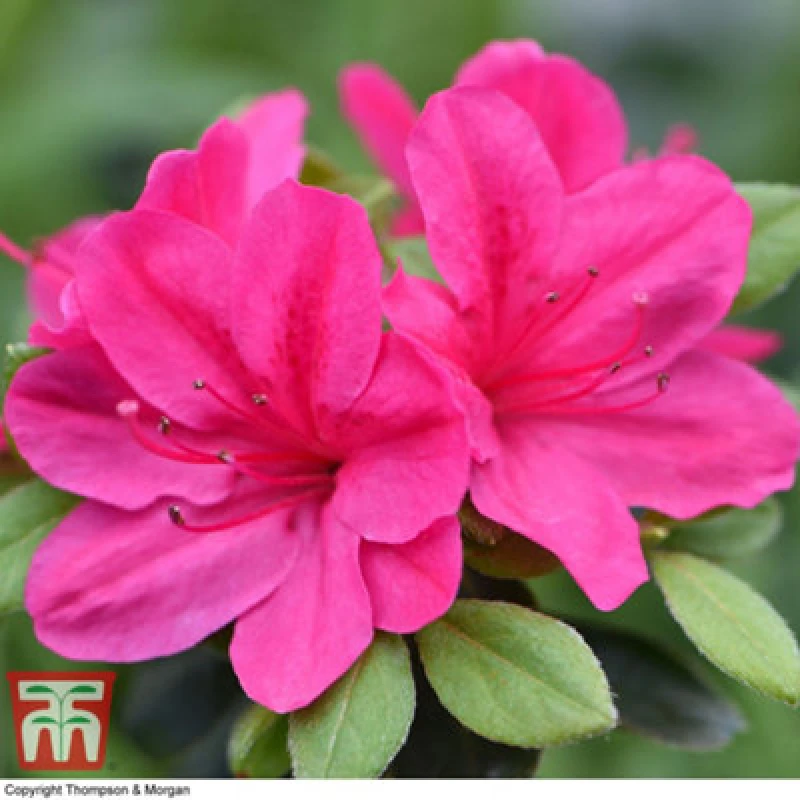 Image of Thompson & Morgan Azalea Dwarf Pink 9Cm Potted Plant X 1