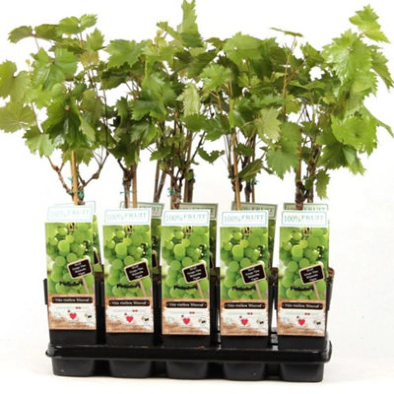 Image of Thompson & Morgan Vitis (Grape) Himrod 15Cm Potted Plant X 2