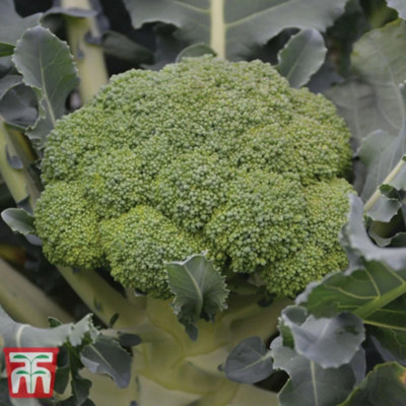 Image of Thompson & Morgan Calabrese Komodo 1 Seed Packet (30 Seeds)