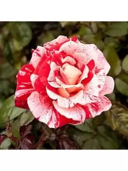 Image of Yougarden Raspberry Ripple Bareroot Rose