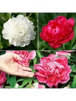 Image of Hardy Paeony Bushes - Pack Of 3 Bare Root