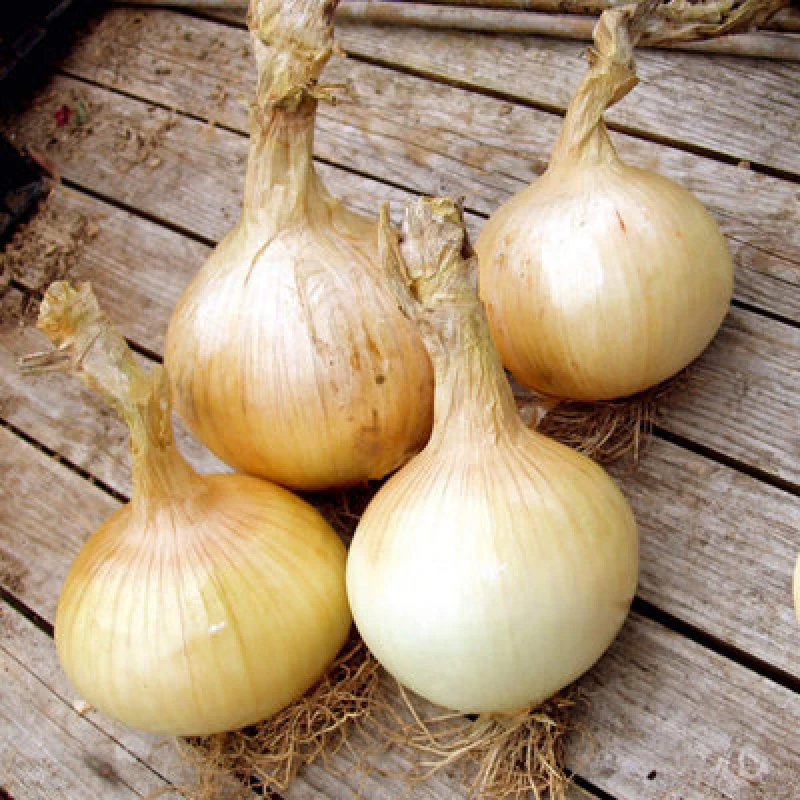 Image of Thompson & Morgan Onion Globo 1 Seed Packet (200 Seeds)