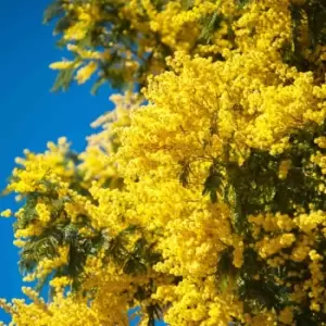 Image of YouGarden Flowering Mimosa Tree 70cm Tall