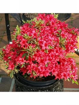 Image of Rhododendron 'Bollywood' 3L