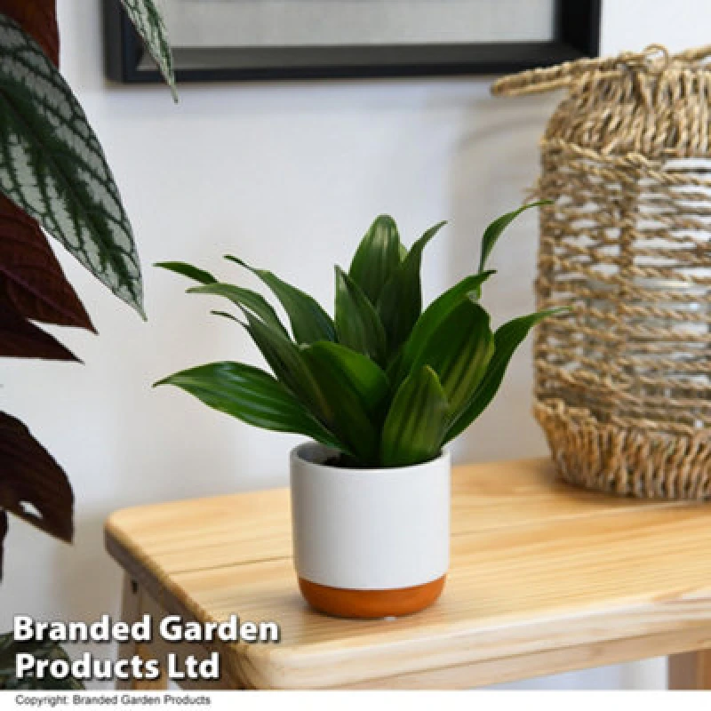 Image of Thompson & Morgan Houseplant Dracaena (Dragon Tree) Fragrans Compacta 5.5Cm Pot X 1