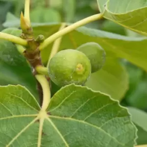 Image of Thompson & Morgan Fig (Ficus) Carica (Green Fig) 9cm Pot x 1