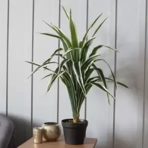 Image of Crossland Grove Faux Dracaena 800Mm