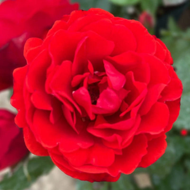Image of You Garden Harkness Roses 'remembrance' Rose , Set Of Two Bare Root Roses, Ready To Plant For Scarlet Red Flowers In Summer