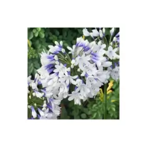 Image of Agapanthus 'Twister' 9cm