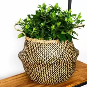 image of Ivyline Seagrass Chevron Black Lined Basket Small - H25Cm X D30Cm