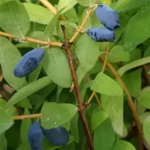Image of YouGarden Lonicera kams. Balalaika (Honeyberry) 9cm x3 - Brown