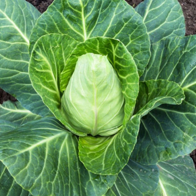 Image of Cabbage Greyhound Summer/autumn Seeds - Early Pointed Heads Compact & Flavoursome - Thompson & Morgan 200 Seeds