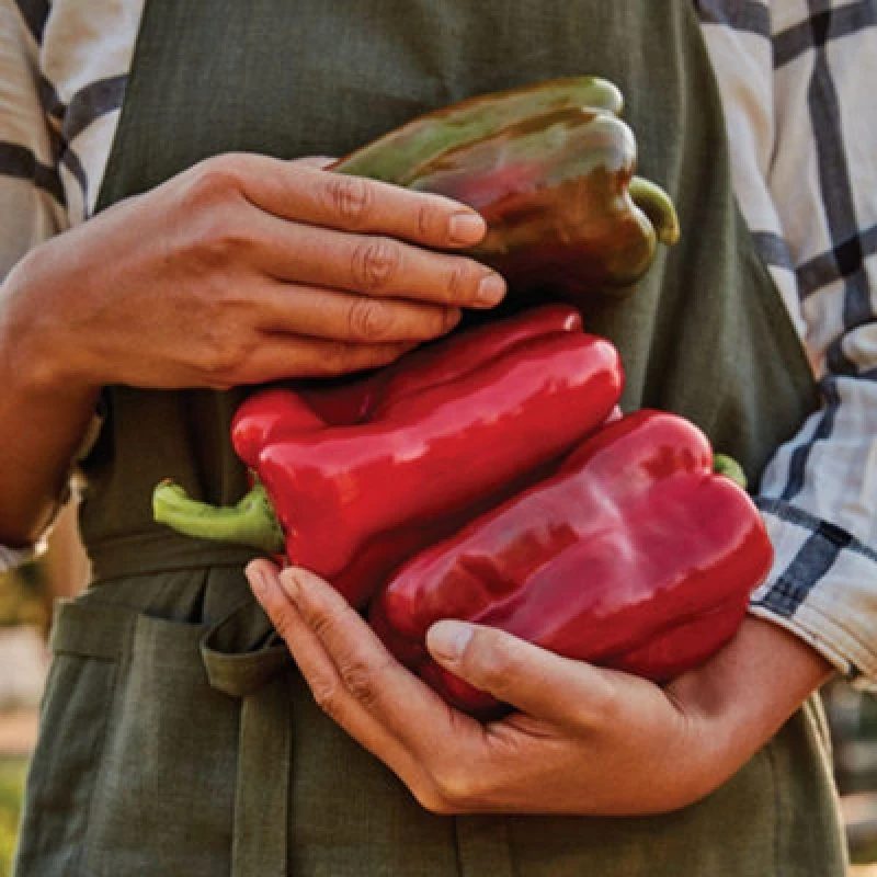 Image of Thompson & Morgan Great Stuff F1 Pepper Seeds - Large Red High Yield Stuffing Disease Resistant Compact Greenhouse/container (6 Seeds)
