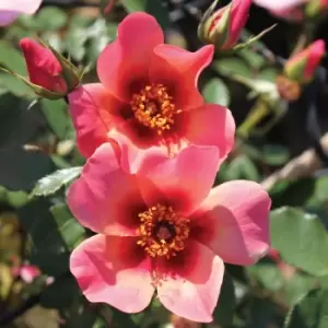 Image of YouGarden Rose Of The Year 'For Your Eyes Only'