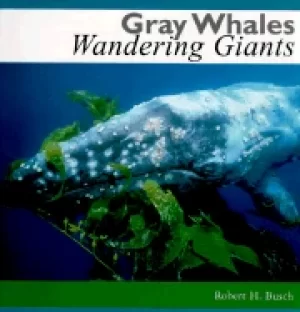 Image of gray whales wandering giants