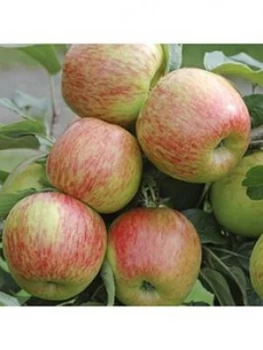 Apple 'Braeburn' 5L Potted Tree