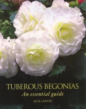 Image of Tuberous begonias by Jack Larter