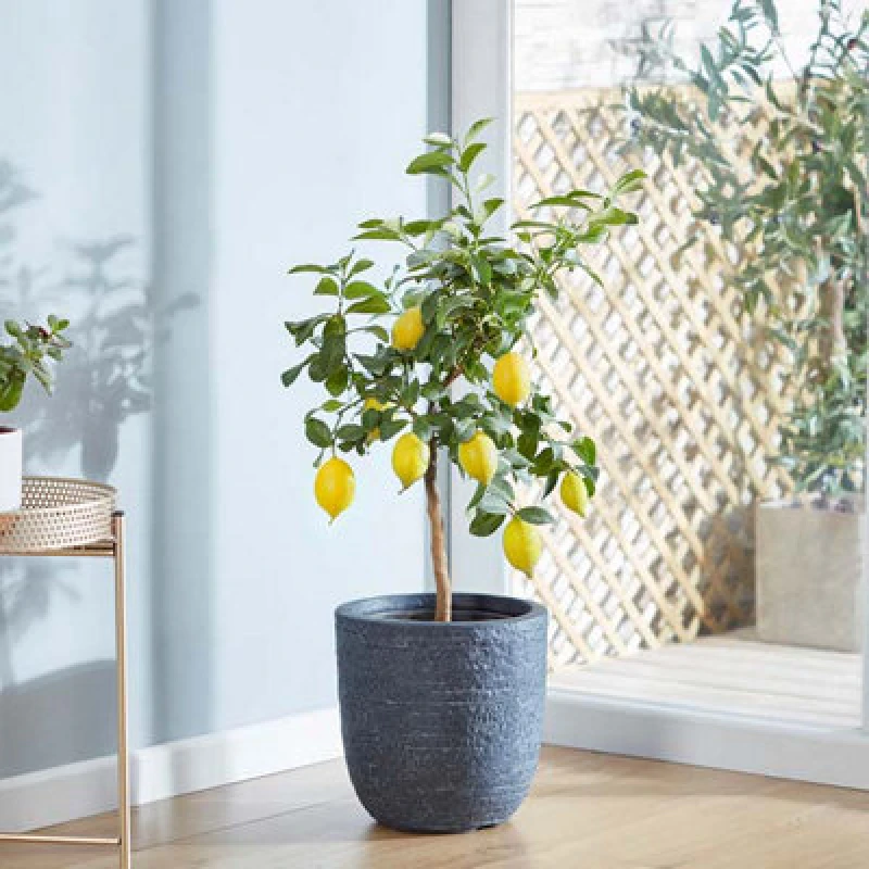 Image of Thompson & Morgan Fruit Citrus Meyer Lemon 18Cm Potted Plant X 1
