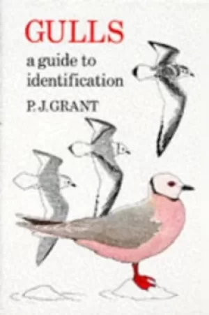 Image of Gulls by P. J Grant