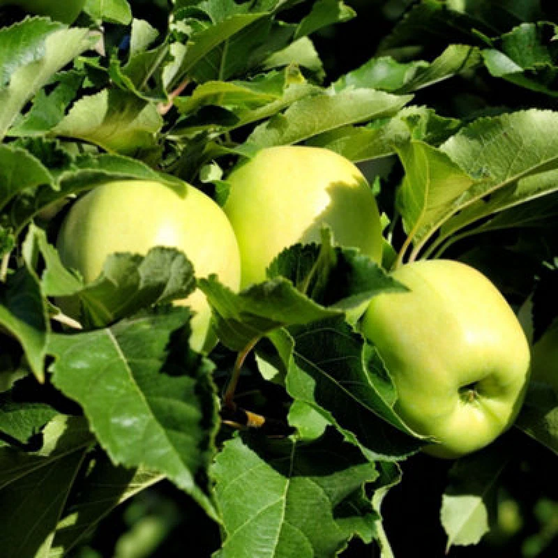 Image of Thompson & Morgan Golden Delicious Apple Tree - Dessert & Cooking Easy Grow Long Storage UK Pollination Group 4-5 Litre Pot