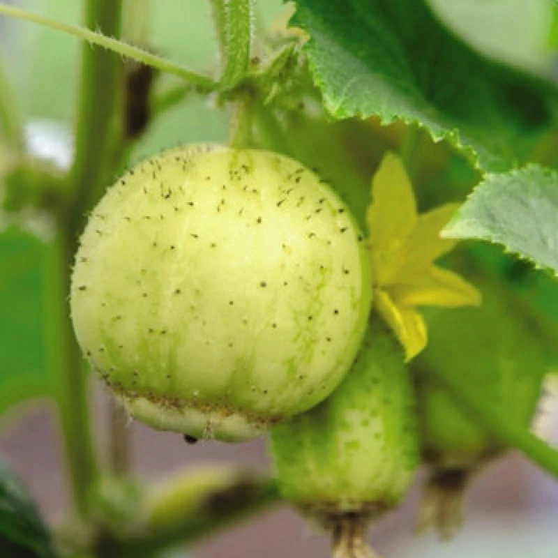 Image of Thompson & Morgan Cucumber Crystal Apple 1 Seed Packet