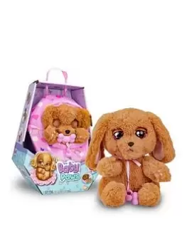 Image of Baby Paws Cocker