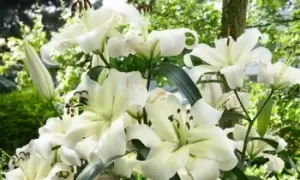 image of Tree Lily Pretty Woman: 5 Bulbs