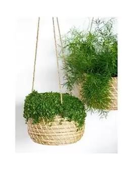 Ivyline Set Of 2 Hanging Seagrass Planters