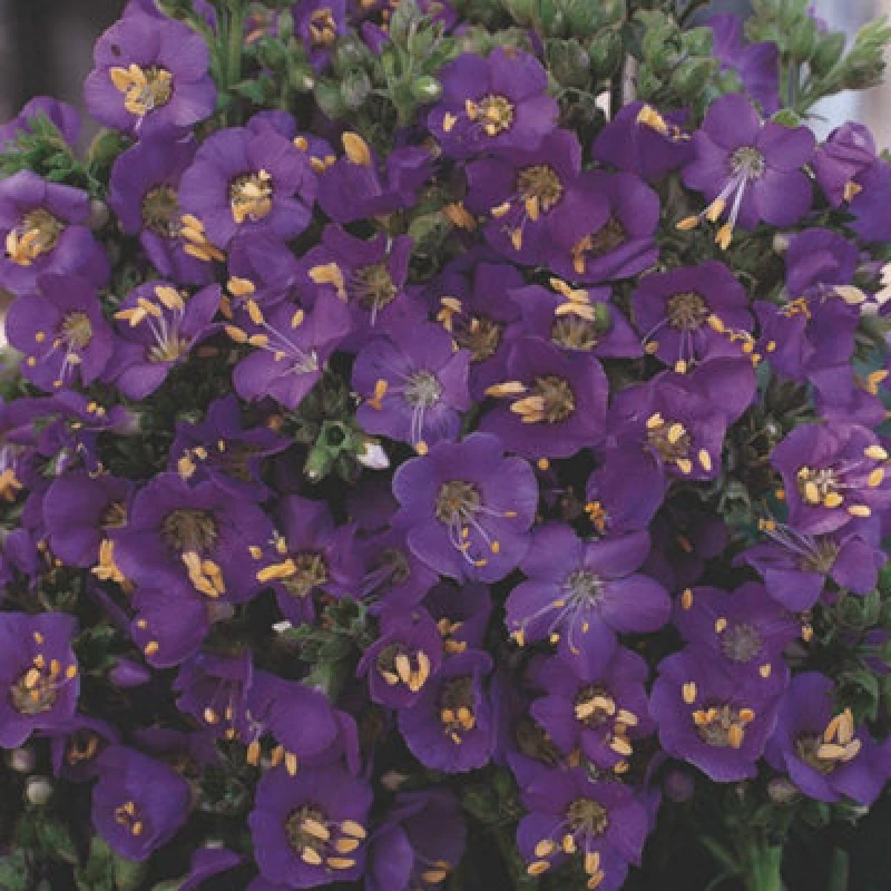 Image of Thompson & Morgan Polemonium Boreale Heavenly Habit Perennial Plant Seeds - Stunning Blue Flowers For Gardens Borders Containers