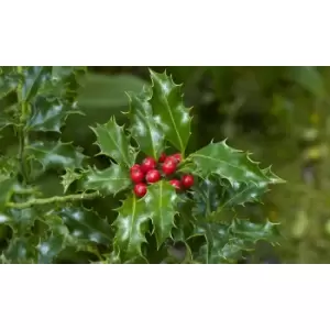 Image of Thompson & Morgan Thompson and Morgan Holly Ilex 'Green Alaska' 2 Litre Pot - 1 plant