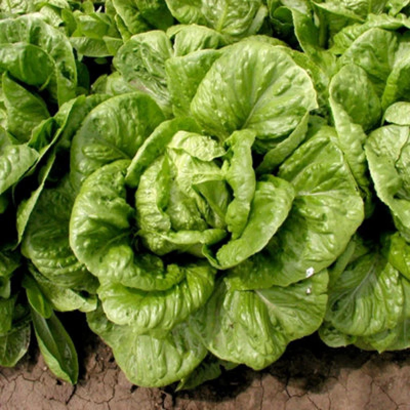 Image of Thompson & Morgan Lettuce Globus Crisp Large Round-Head Cos Salad Greens Seeds - Continuous Harvest - 130 Seeds