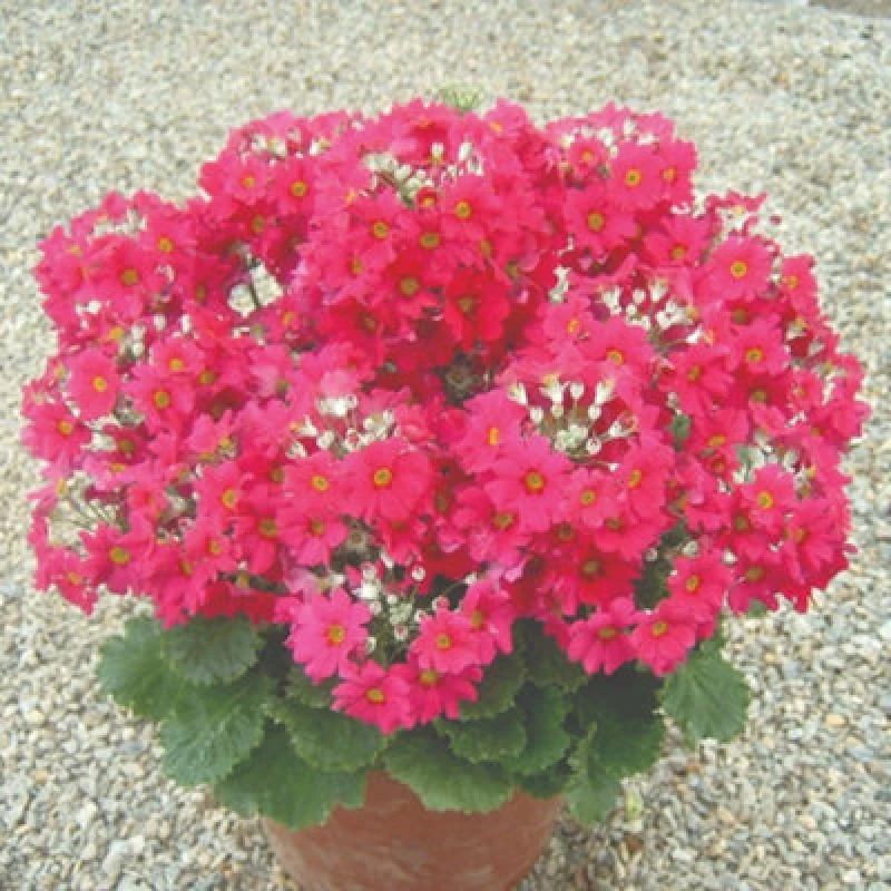 Image of Thompson & Morgan Primula Malacoides Deep Red/crimson Seeds - Star-Shaped Blooms Long-Flowering Easy Houseplant (100 Seeds)